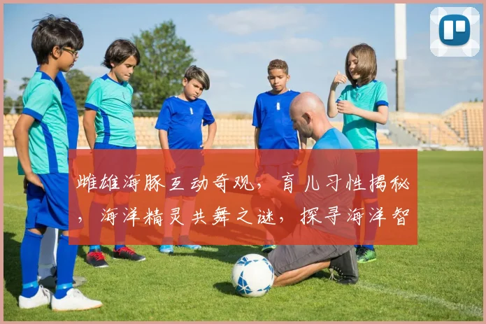 雌雄海豚互动奇观，育儿习性揭秘，海洋精灵共舞之谜，探寻海洋智慧生活